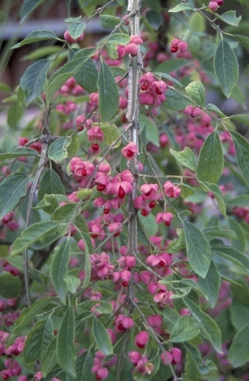 Kardinaalsmuts - Euonymus phellomanus