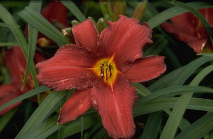 Daglelie - Hemerocallis 'Almatine'