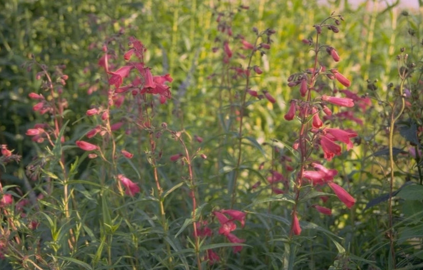 Slangenkop - Penstemon 'Andenken an F. Hahn'