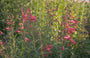 Slangenkop - Penstemon 'Andenken an F. Hahn'