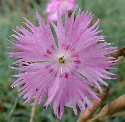 Rotsanjer - Dianthus gratianopolitanus