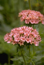 Brandende liefde - Lychnis chalcedonica 'Carnea'