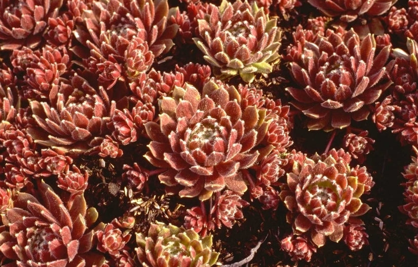 Sempervivum 'Hey Hey'