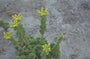 Vetkruid - Sedum stenopetalum