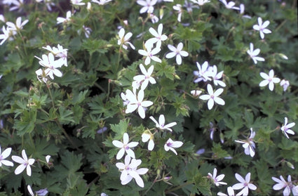 Ooievaarsbek - Geranium asphodeloides 'Alba'