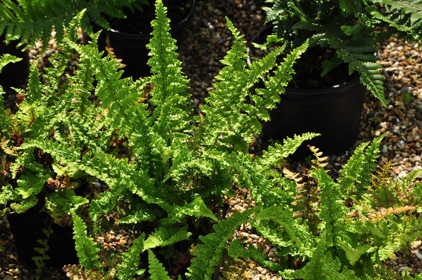 Geschubde mannetjesvaren - Dryopteris affinis 'Pinderi'