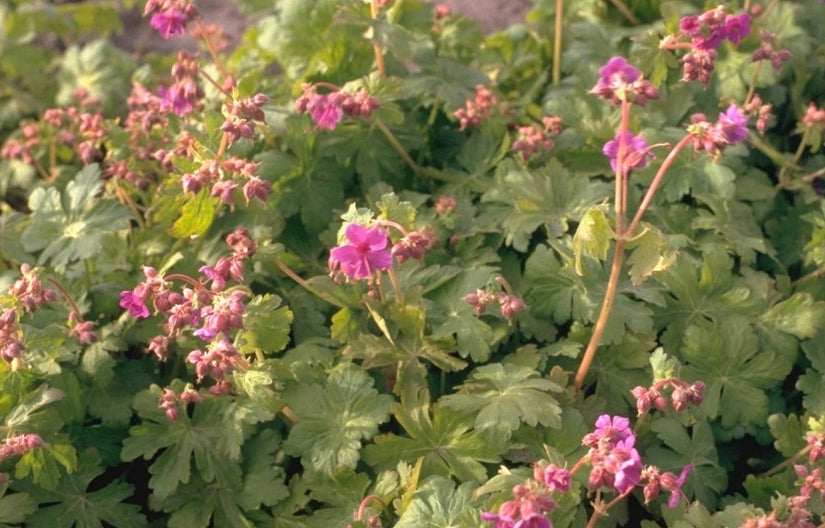 Ooievaarsbek - Geranium macrorrhizum 'Czakor'