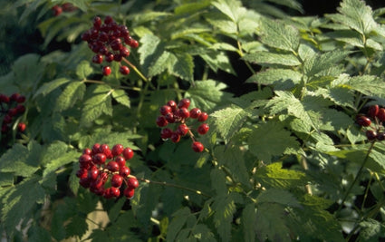 Christoffelkruid - Actaea rubra