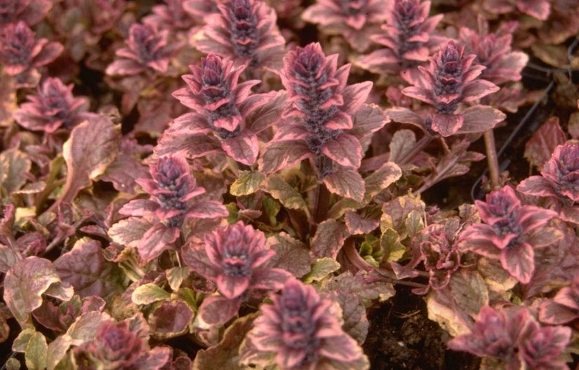 Kruipend Zenegroen - Ajuga reptans 'Burgundy Glow'