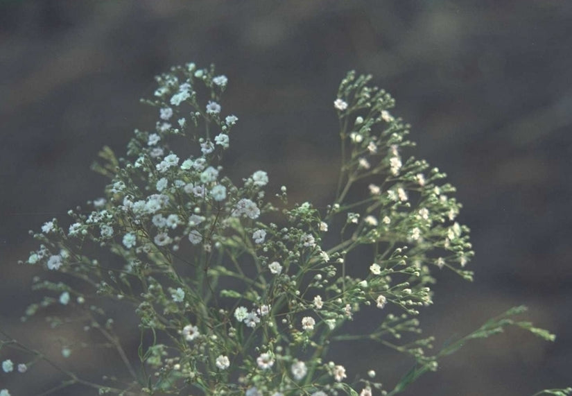 Gypsophila paniculata