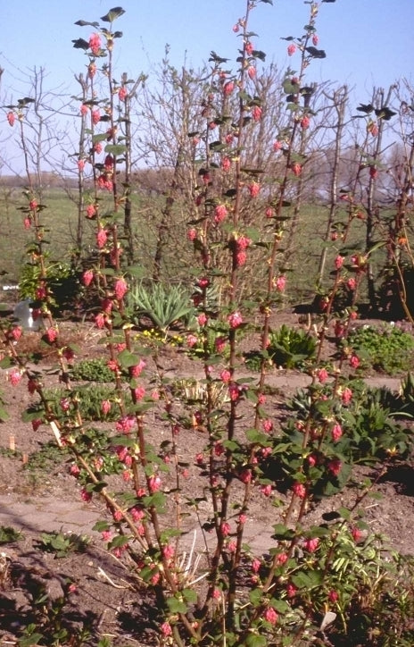 Rode Ribes - Ribes sanguineum 'King Edward VII'