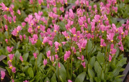 Twaalfgodenkruid - Dodecatheon jeffreyi