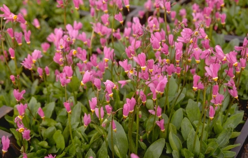 Twaalfgodenkruid - Dodecatheon jeffreyi