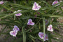 Tradescantia 'Bilberry Ice'