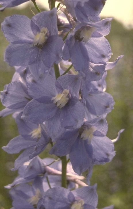 Ridderspoor - Delphinium 'Berghimmel'