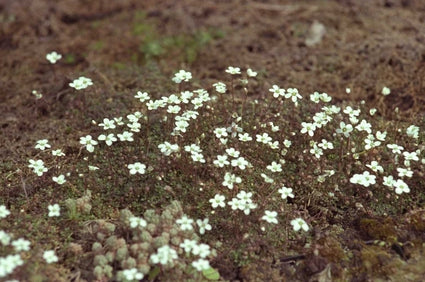 Zandmuur - Arenaria balearica