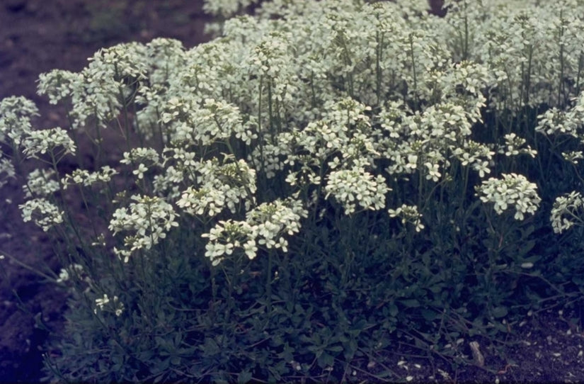 Arabis procurrens 'Schneeteppich'