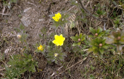 Pulsatilla alpina subsp. apiifolia