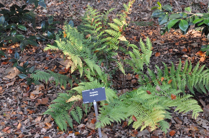 Niervaren - Dryopteris marginalis