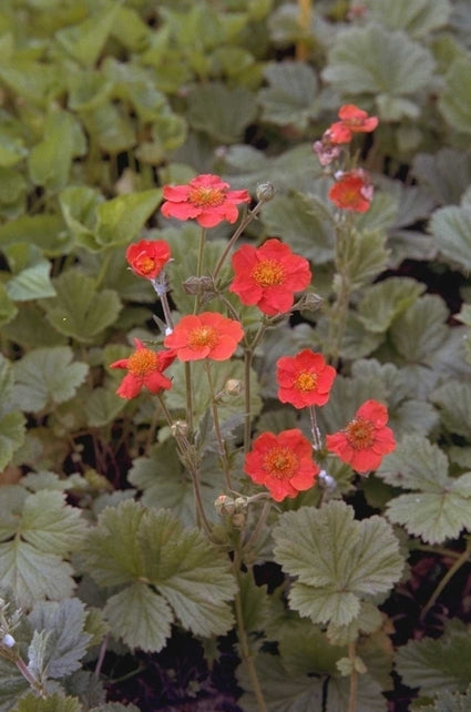 Nagelkruid - Geum coccineum 'Werner Arends'