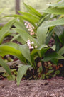 Convallaria majalis 'Rosea'