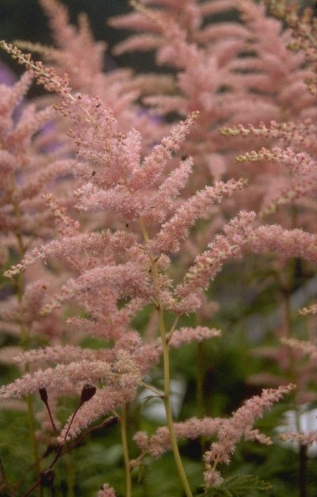 Spierstruik - Astilbe 'Cattleya'