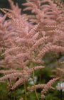 Spierstruik - Astilbe 'Cattleya'