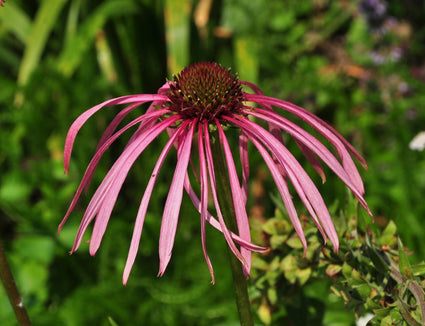 Egelzonnehoed - Echinacea pallida