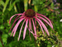 Egelzonnehoed - Echinacea pallida