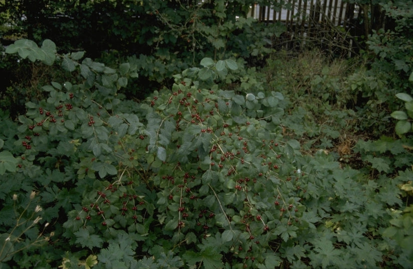 Tartaarse struikkamperfoelie - Lonicera tatarica 'Rosea'