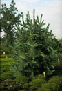 Pinus peuce