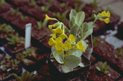 Hemelsleutel - Primula auricula