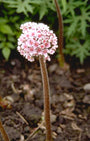 Schildblad 'Darmera peltata'