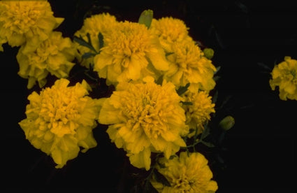 Klein afrikaantje - Tagetes patula 'Sunshine Yellow'