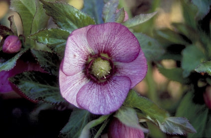 Lenteroos - Helleborus orientalis 'Picotee'