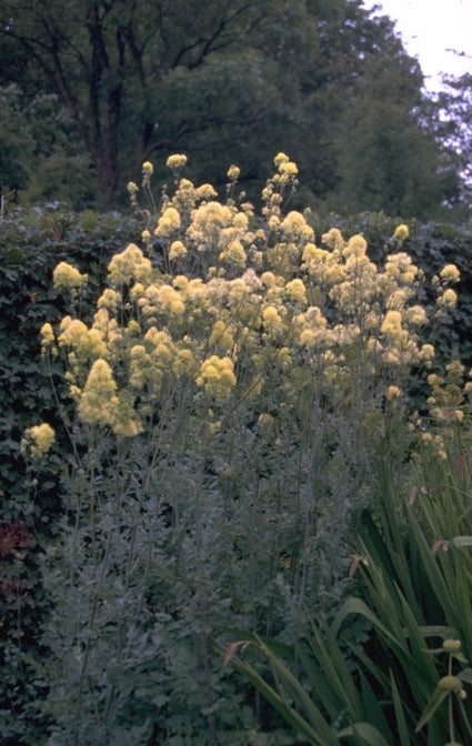 Thalictrum flavum subsp. glaucum