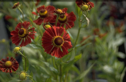 Zonnekruid - Helenium 'Dunkle Pracht'