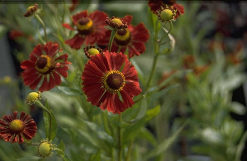 Zonnekruid - Helenium 'Dunkle Pracht'