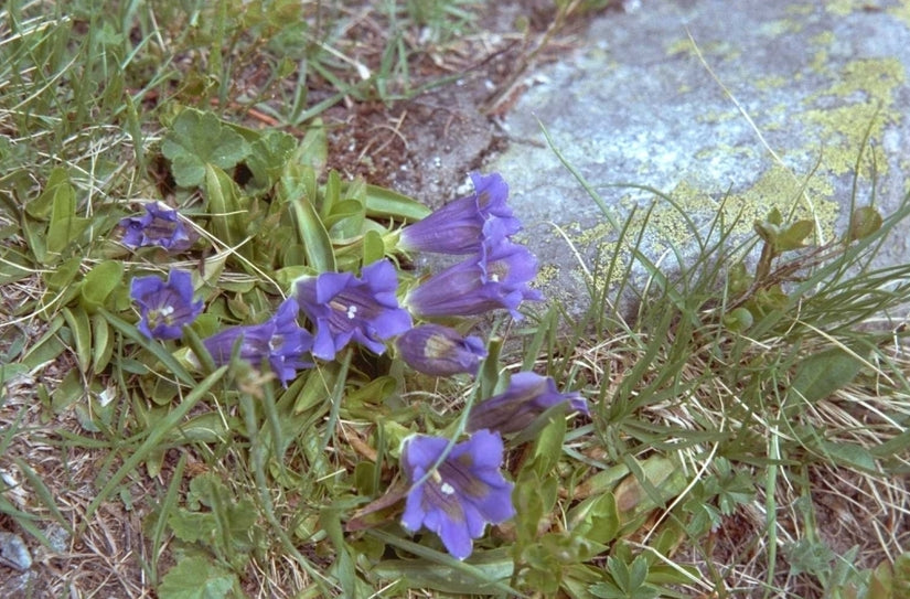 Gentiana angustifolia