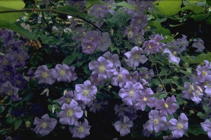 Clematis 'Perle d'Azur'