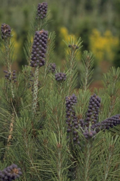 Japanse rode den - Pinus densiflora 'Umbraculifera'