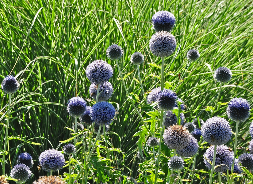 Blauwe bloemen bolvormig 