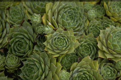 Sempervivum 'Lilofee'