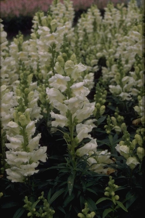 Grote leeuwenbek - Antirrhinum majus 'Coronette White'