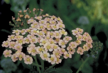 Duizendblad - Achillea 'Hannelore Pahl'