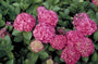 Hortensia - Hydrangea macrophylla 'Glowing Embers'