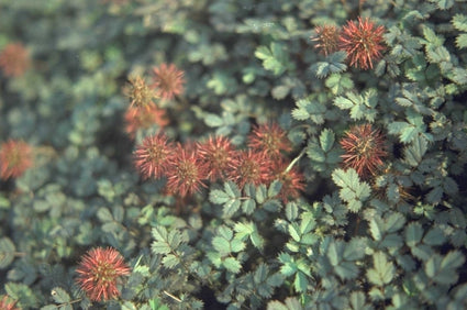 Stekelnootje - Acaena microphylla 'Kupferteppich'