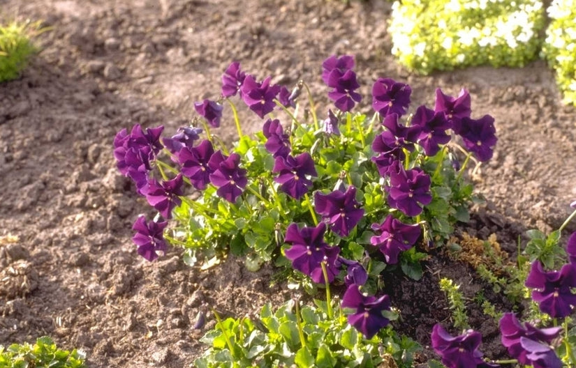 Viooltje - Viola 'Ludenscheid'