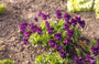 Viooltje - Viola 'Ludenscheid'