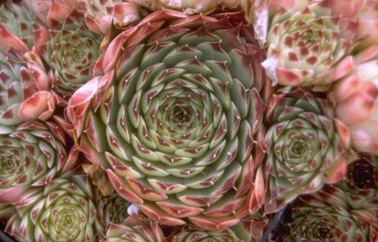 Sempervivum calcareum 'Greenii'